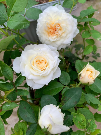 Rose ‘  lce Cream Balcony | 冰淇淋阳台 ’