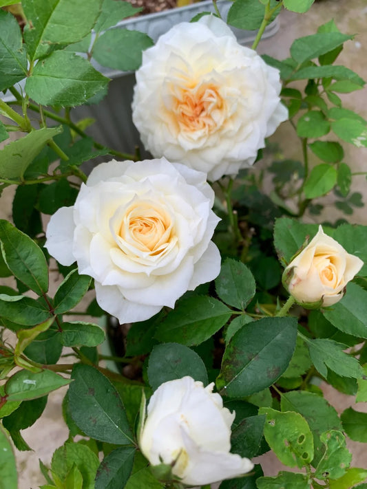 Rose ‘  lce Cream Balcony | 冰淇淋阳台 ’