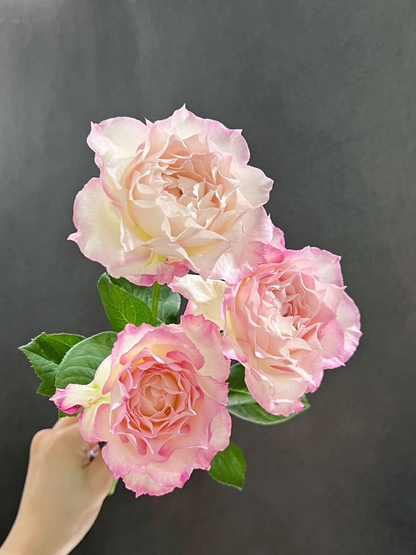 Rosa  ‘Seraphim | セラフィム | 六翼天使 ’   - Award-winning