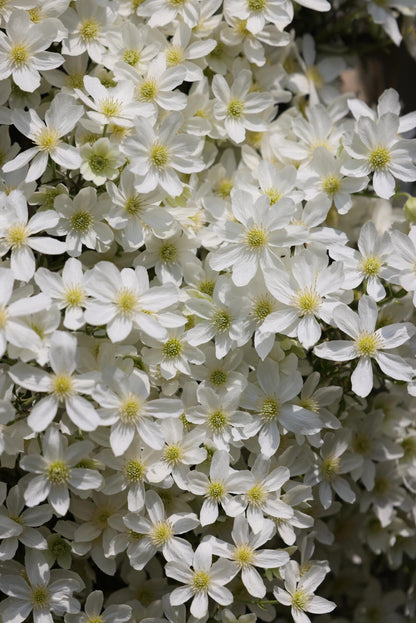 Clematis ‘’Avalanche｜雪崩‘’
