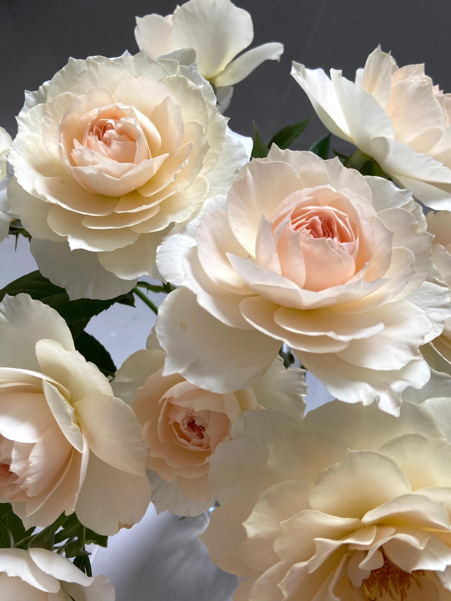 Rose  ‘ Royal Diva｜歌剧皇后'