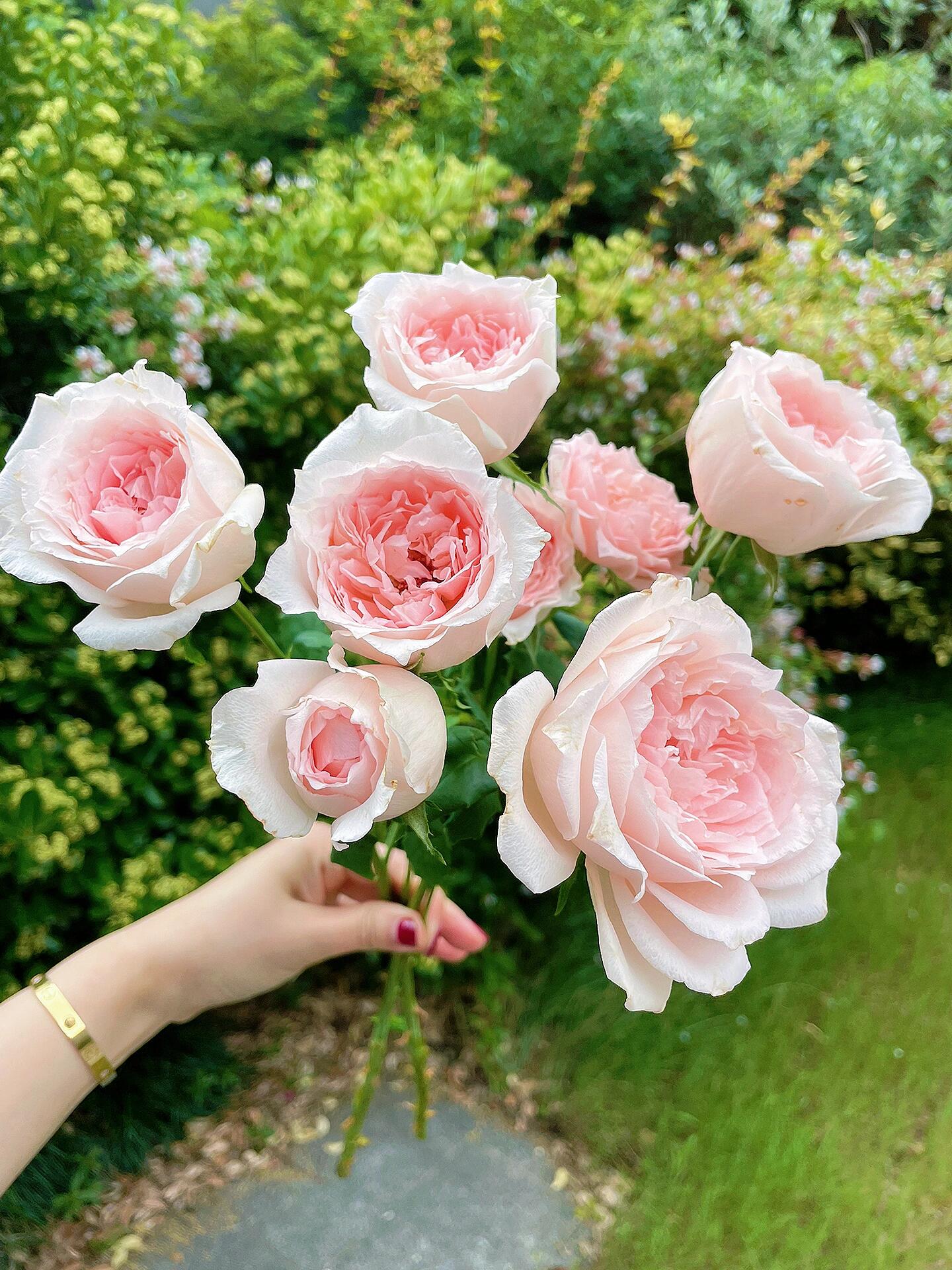 Rose  ’ Flow｜フロウ | 涌流