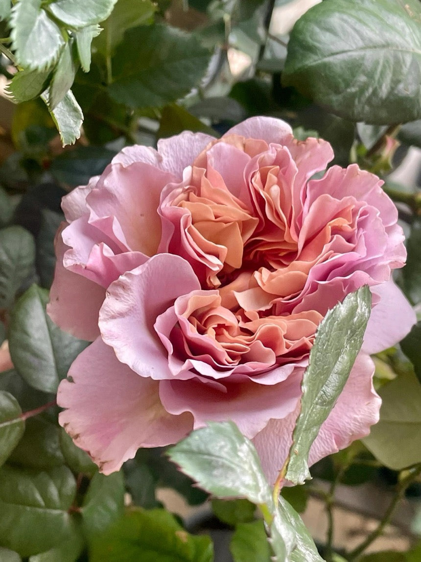 Rose ‘ Caffe Latte  ｜拿铁咖啡‘