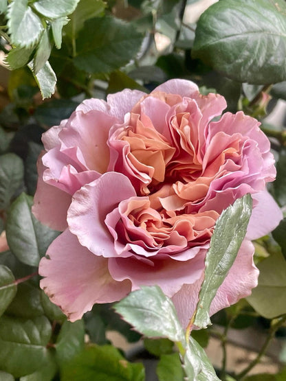 Rose ‘ Caffe Latte  ｜拿铁咖啡‘