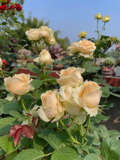 Rosa ‘Peach Avalanche  | 蜜桃雪山 ’ - Award