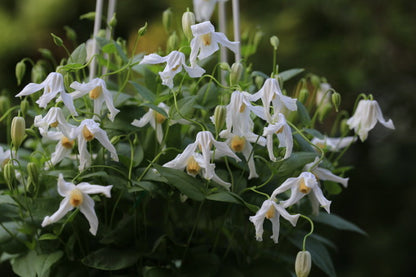 Clematis ''Twinkle| 闪烁''