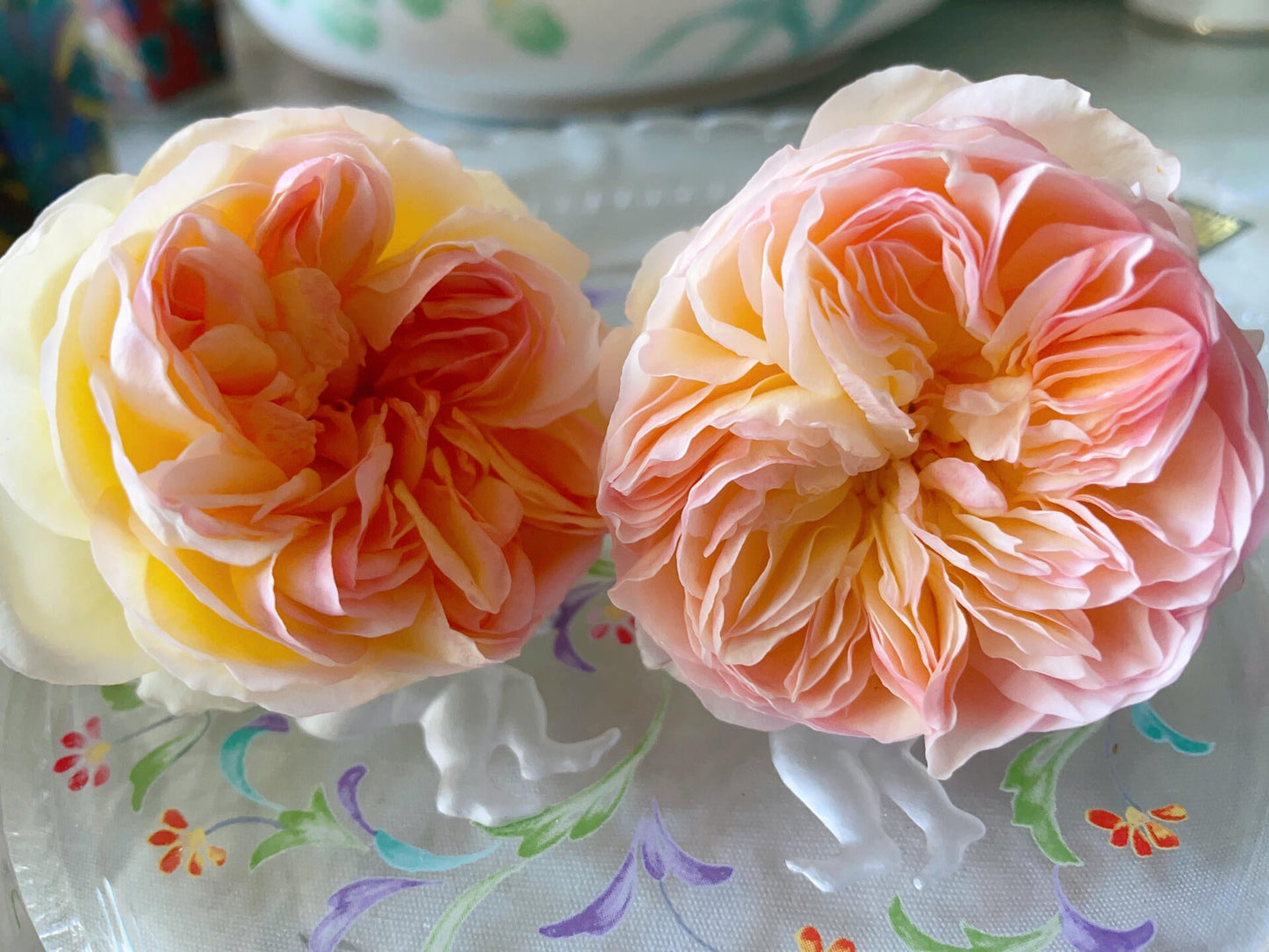 Rose ’ Kagelou| カゲロウ  | 阳炎/蜉蝣  - New varieties 2020