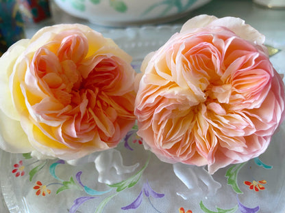 Rose ’ Kagelou| カゲロウ  | 阳炎/蜉蝣  - New varieties 2020