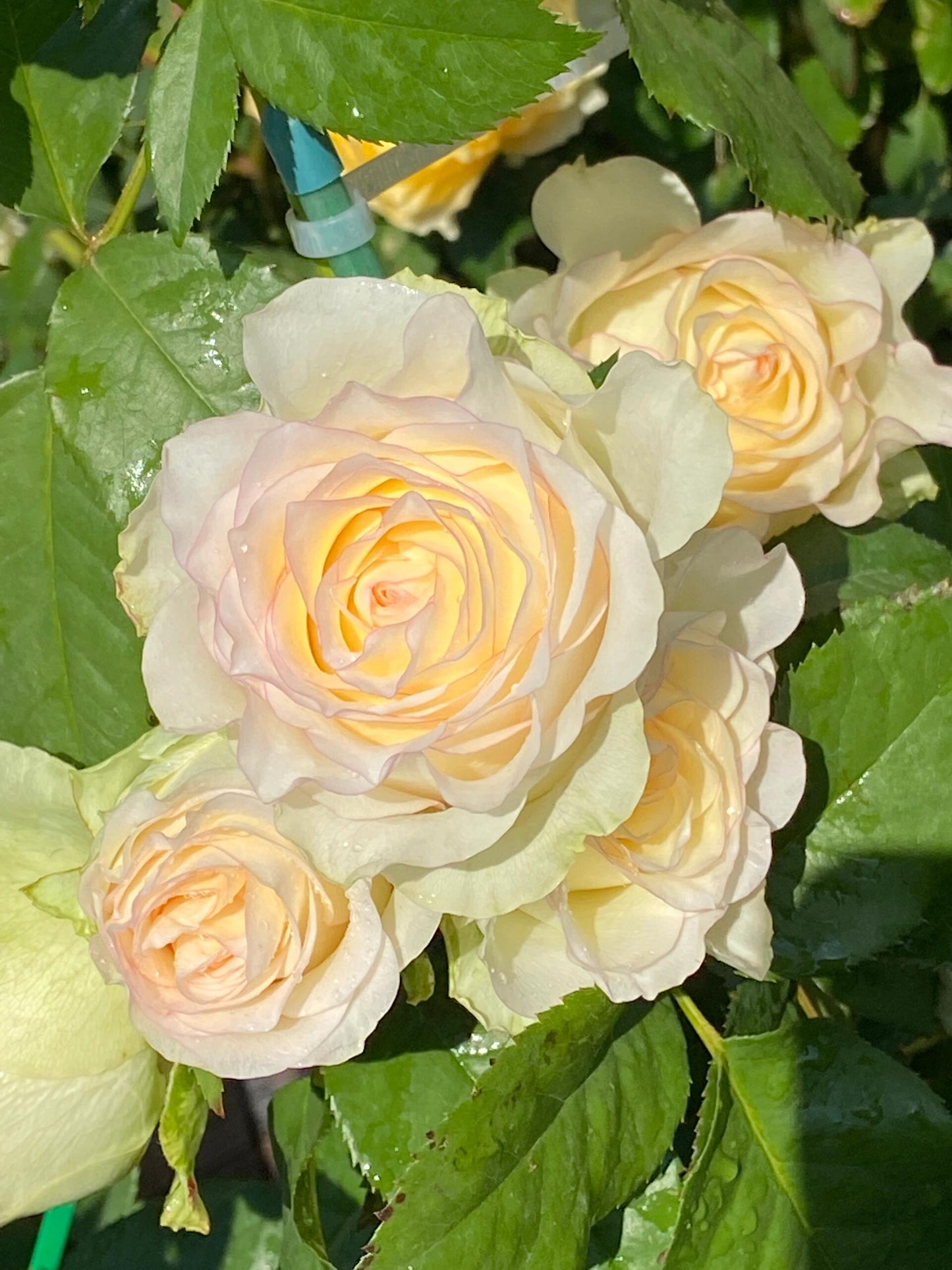 Rose  ’ White Jumilia ｜白艾莎