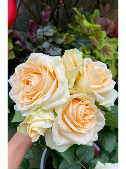 Rosa ‘Peach Avalanche  | 蜜桃雪山 ’ - Award
