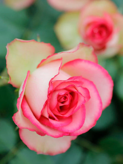 Rose is  ‘ Monroe ｜ 梦露