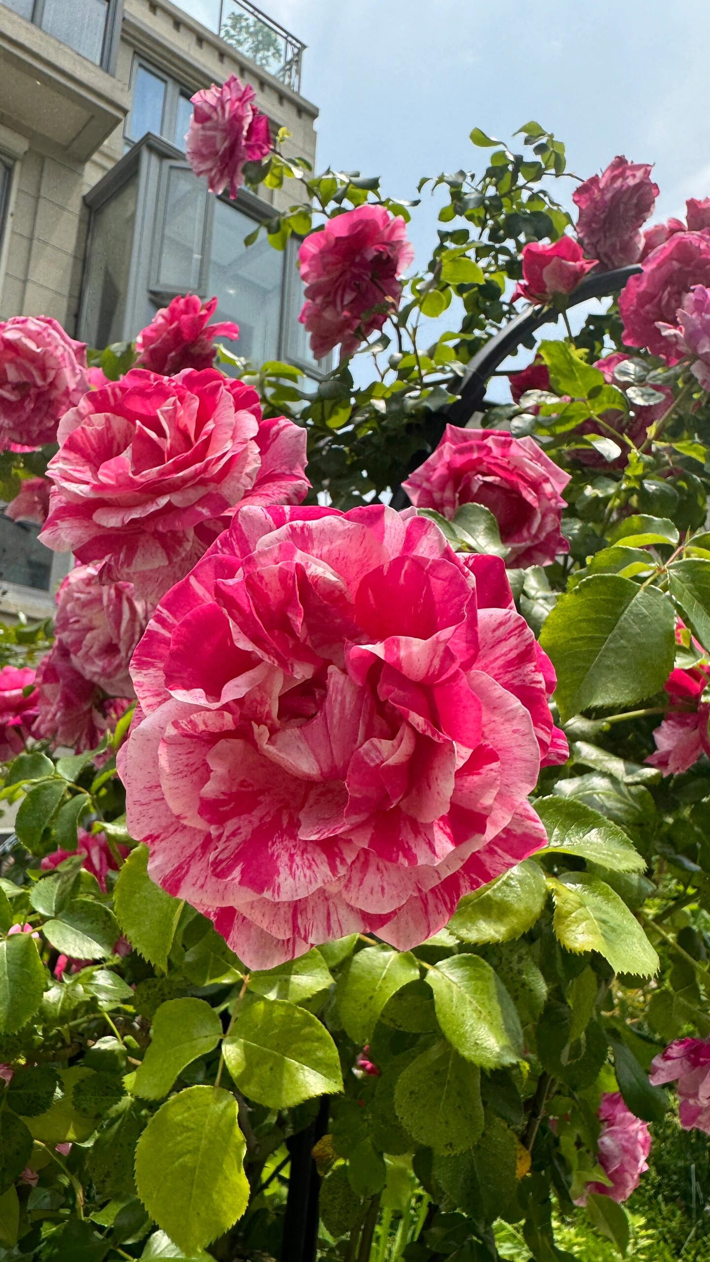 Striped Rose ’ Ines Sastre ｜伊蕾莎斯特 ‘