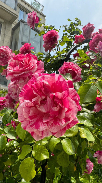Striped Rose ’ Ines Sastre ｜伊蕾莎斯特 ‘