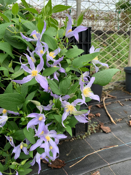 Clematis ‘’Milky Way｜银河系‘’
