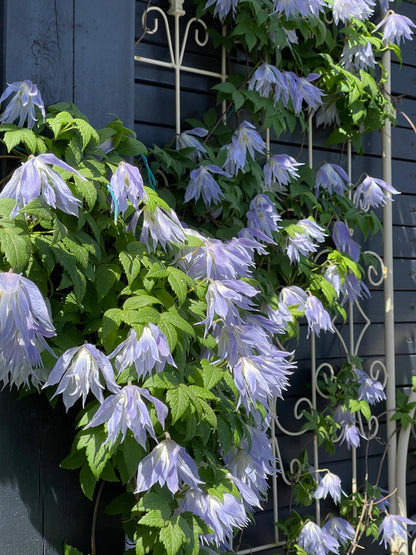 Clematis ‘’Maidwell Hall｜梅德维尔‘’