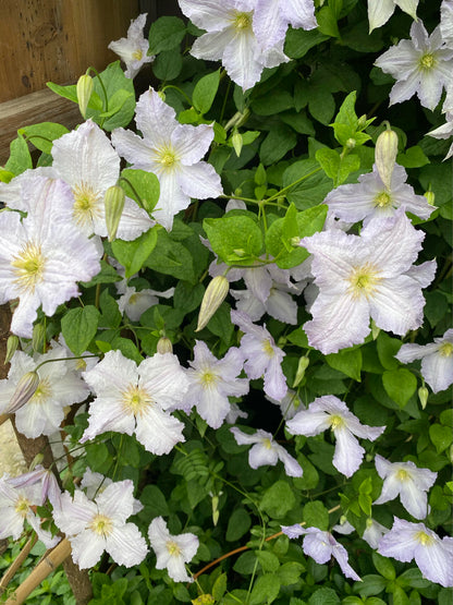 Clematis ‘’Blue Angel| あおてんし |蓝天使‘’