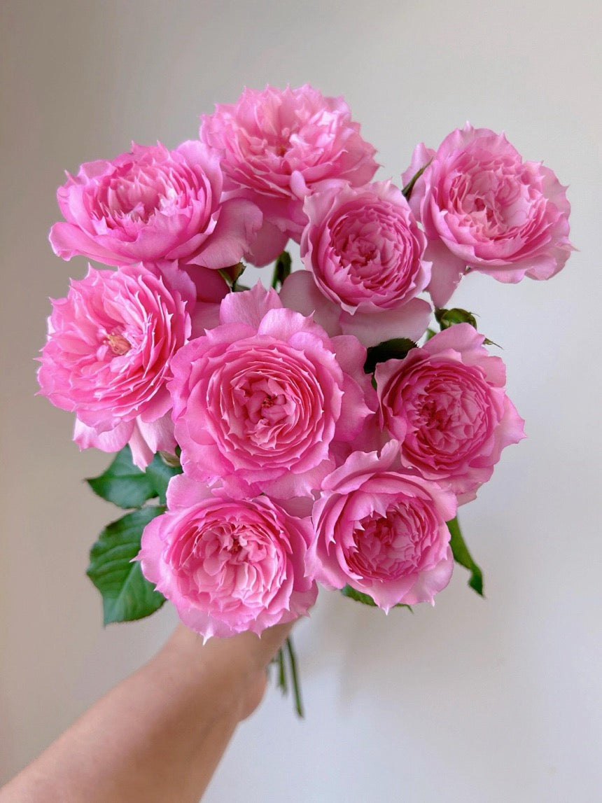 Rose ’ Misty Moon｜Rong Rong Yue ｜溶溶月 -  New Variety 2022