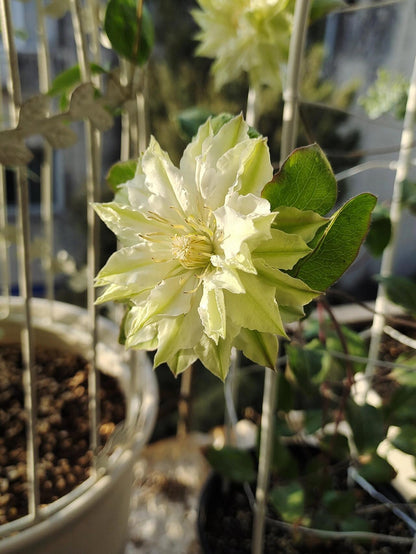 Clematis ‘’Midori |美登利 ‘’