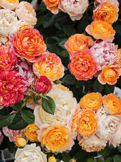 Rose 'Juice Splash' 果汁飞溅