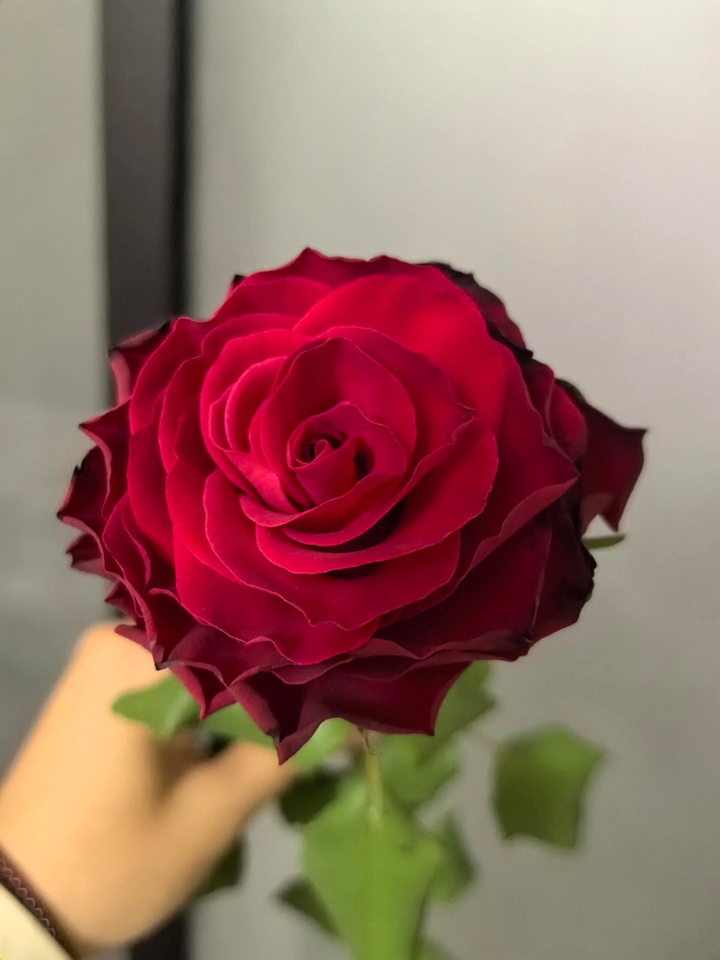 Rose  ‘ Rhodos ｜罗德斯
