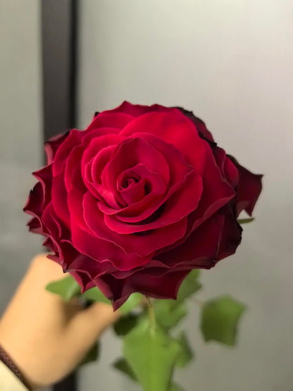 Rose  ‘ Rhodos ｜罗德斯