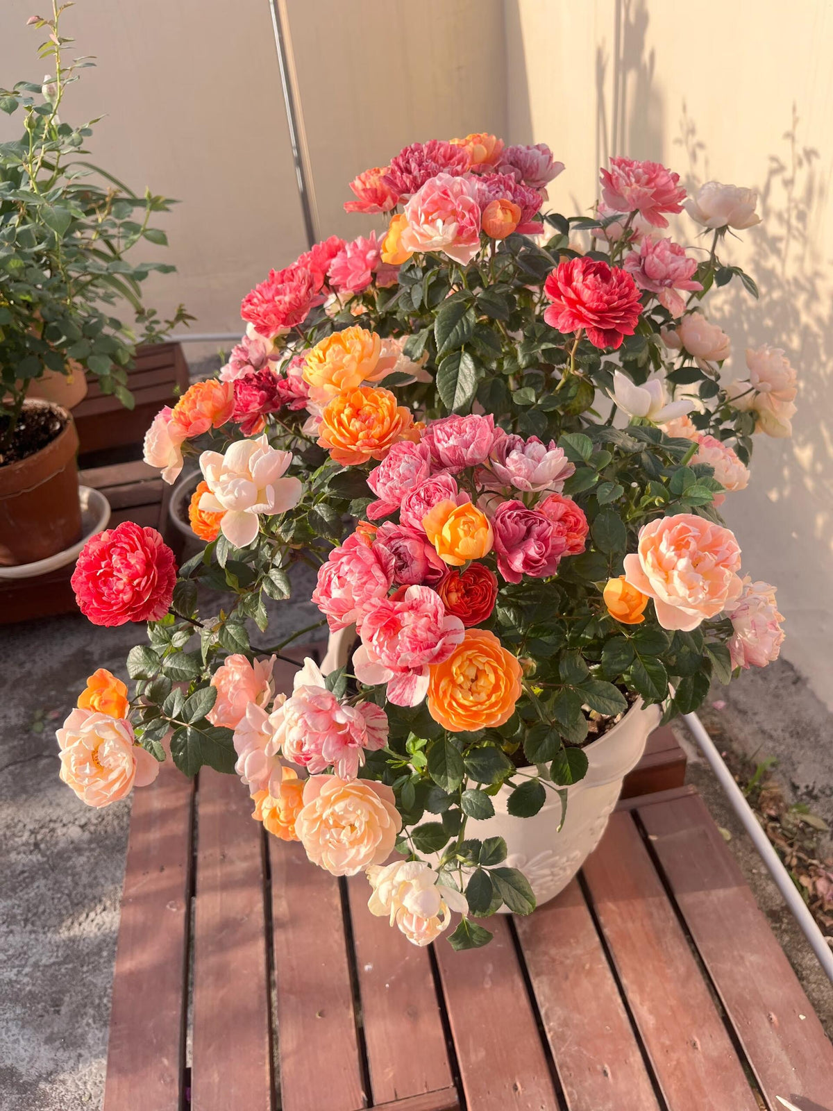 Rose 'Juice Splash' 果汁飞溅