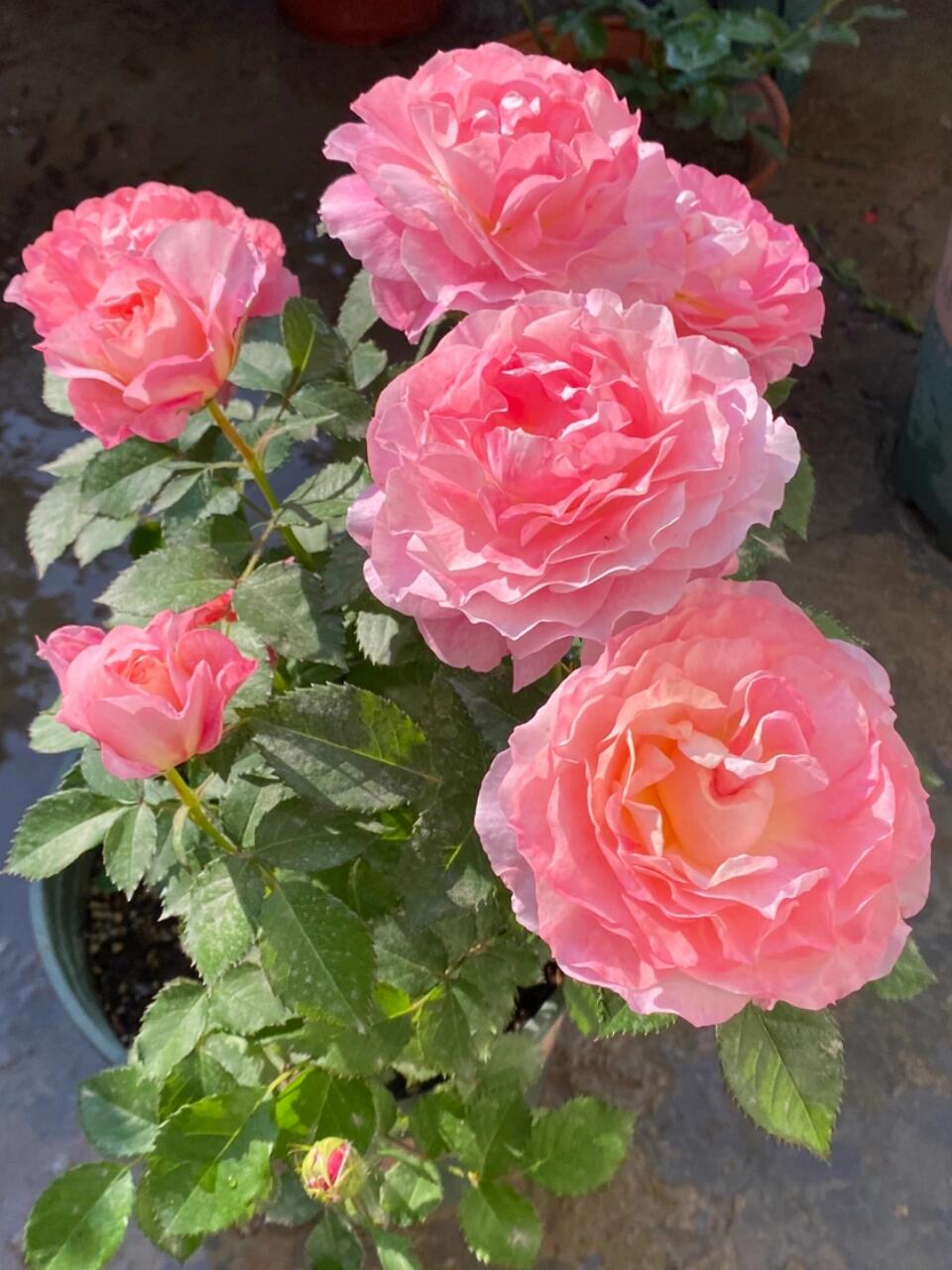 Popular Rose  ‘ Neptune King Terrazza | 海神王 ’