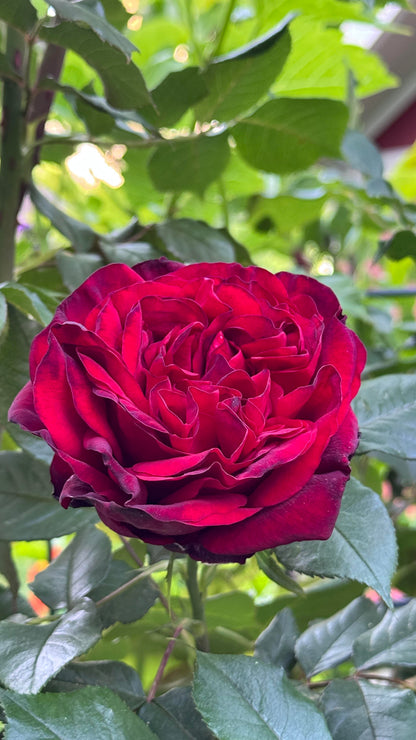 Rose 'Admiral' 海上将军