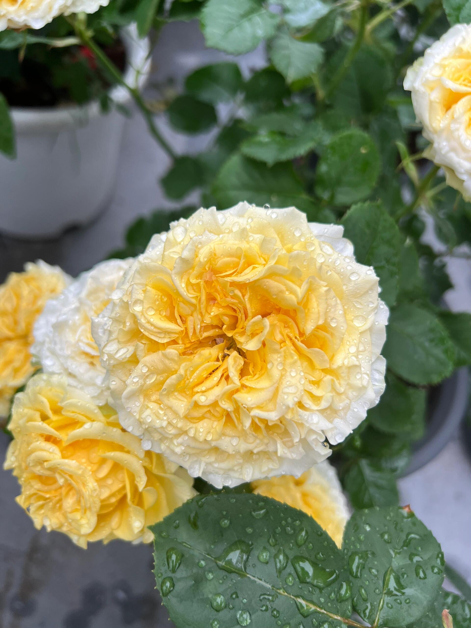 Rose ' Shell｜ 贝壳 – Kisaki Plant
