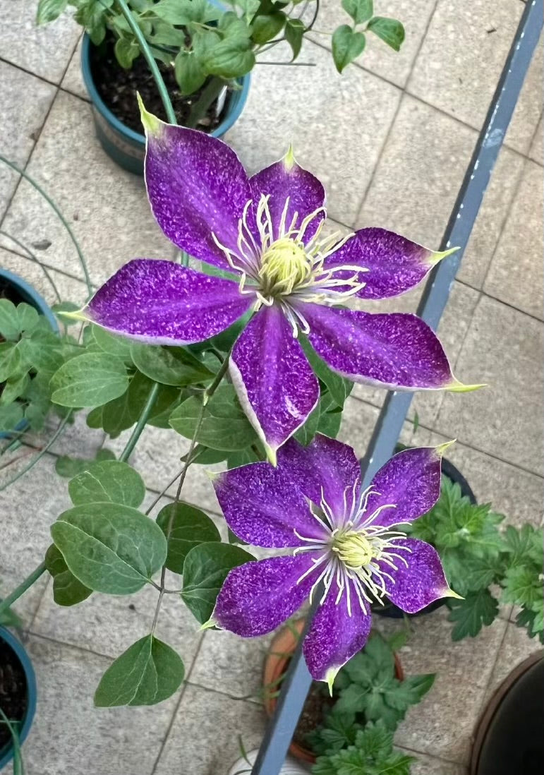 Clematis ''Chameleon |变色龙''