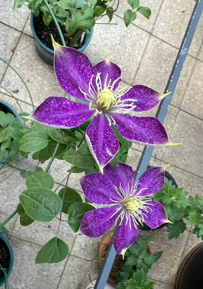 Clematis ''Chameleon |变色龙''