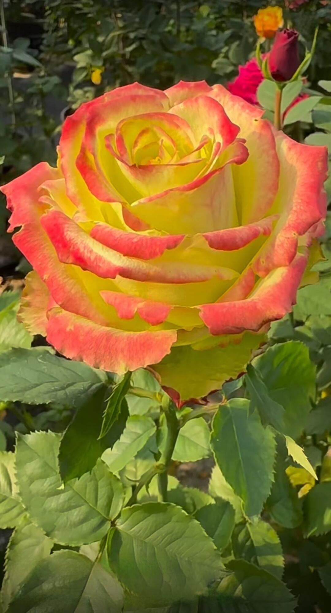 Rose  ‘ Green Apple｜グリーンアップル| 青苹果  - New Variety Florists Rose