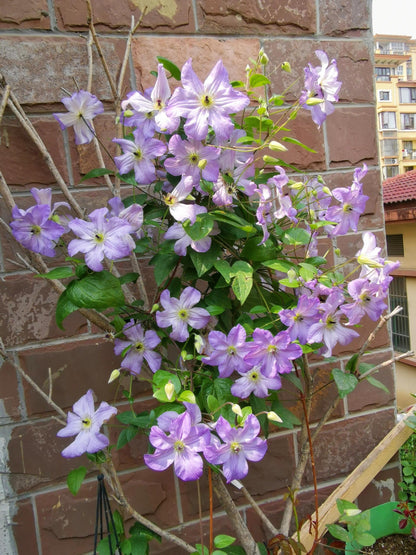 Clematis ‘’Sea Breeze｜海风‘’