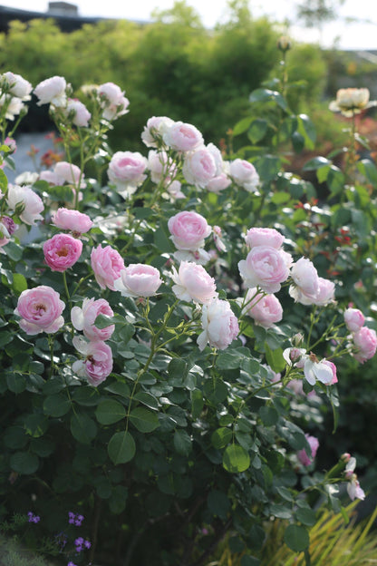 Rose【Vesalius】-1.5 Gal OwnRoot LivePlant｜Prolific Bloomer｜Abundant Blooms｜Strong Fragrance｜萨维里｜Bun-shaped Petals｜Tall Growth｜Upright Habit