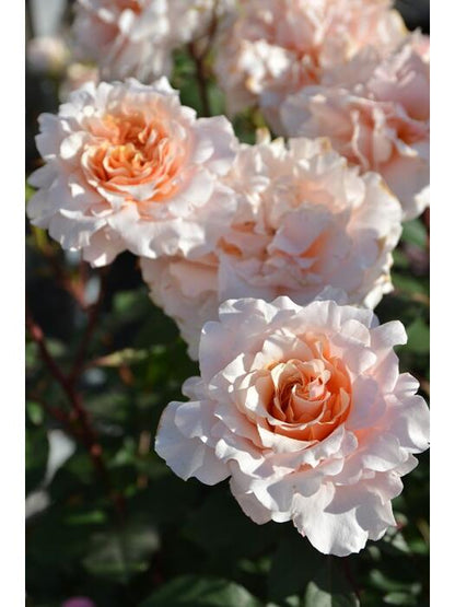 Rosa ’ Ben Weatherstaff｜ ベン ウェザースタッフ|   园丁老班 - New Variety 2020