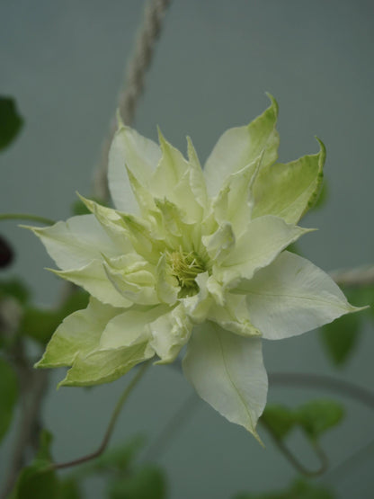 Clematis ‘’Midori |美登利 ‘’