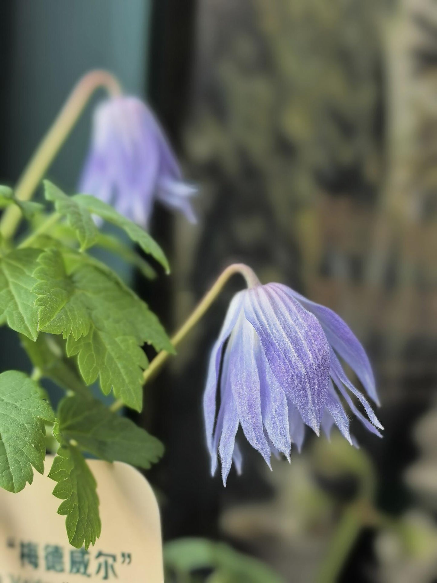 Clematis ‘’Maidwell Hall｜梅德维尔‘’