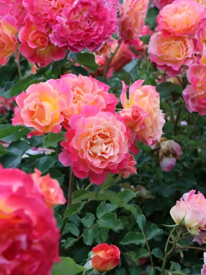 Rare Rose  ‘ Chaleur｜シヤル一ル ｜温暖｜夏洛尔
