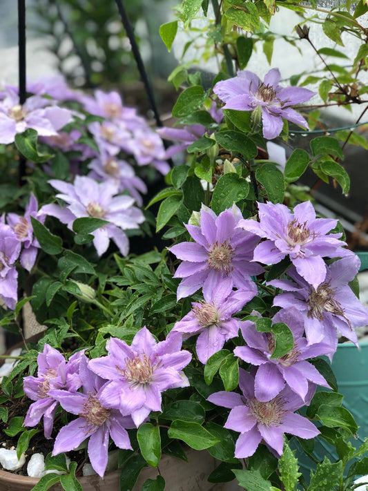 Clematis ‘’Filigree｜金银丝/ 故里‘’