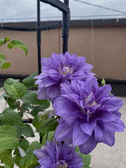 Clematis ''Enku｜円空''