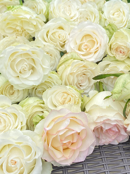 Rose  ’ White Jumilia ｜白艾莎