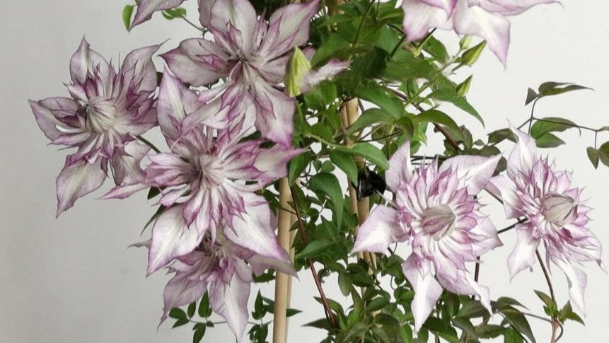 Clematis ‘’Lady Kyoko | レディ・キョウコ| 恭子小姐 ‘’