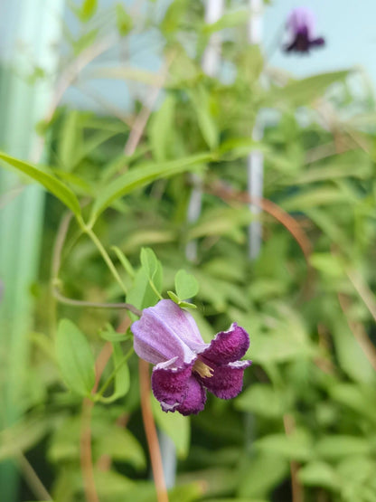 Rooguchi Clematis ‘’Sumire｜堇‘’