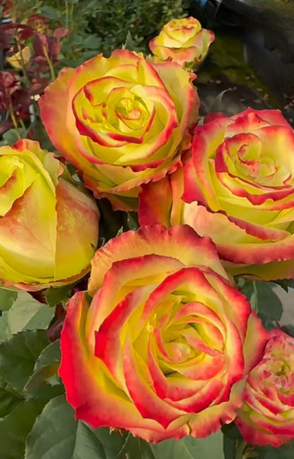 Rose  ‘ Green Apple｜グリーンアップル| 青苹果  - New Variety Florists Rose