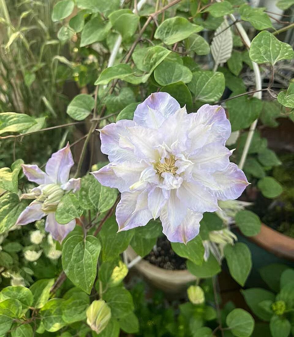 Clematis ‘’Veronica's choice｜维罗妮卡的选择‘’