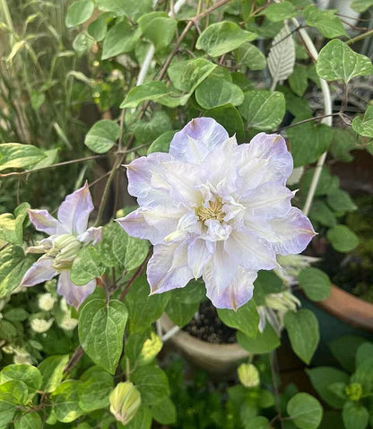 Clematis ‘’Veronica's choice｜维罗妮卡的选择‘’