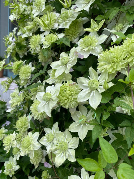 Clematis ''Alba Plenal | 白万重''-小绿| 绿玉