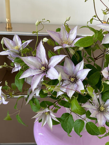 Clematis ‘’Samaritan Jo| 撒马利亚乔‘’
