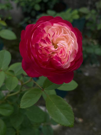 Rose  ‘ Japanese Mon Amou | 和室 ’