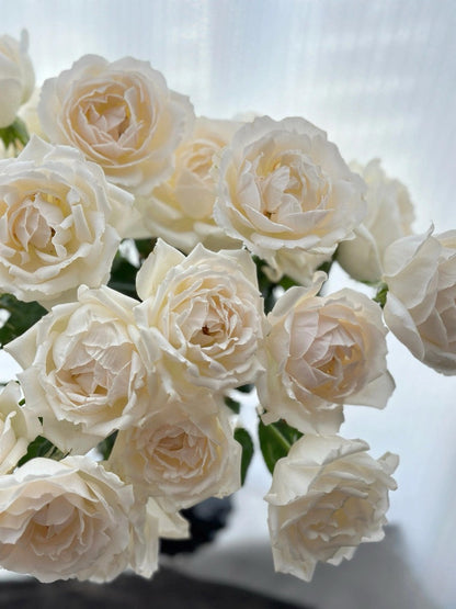 Rose  ’ Kashō｜かしょう｜华宵 - New Variety 2024